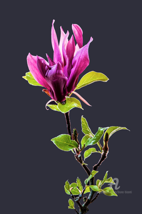 摄影 标题为“Magnolia Soulangeana” 由Bruno Bisanti, 原创艺术品, 数码摄影 安装在铝上