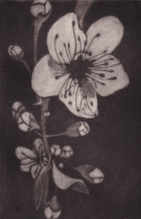 Gravures & estampes intitulée "SERIE PRUNUS JAPONI…" par Dominique Keruzec (Maho), Œuvre d'art originale, Gravure