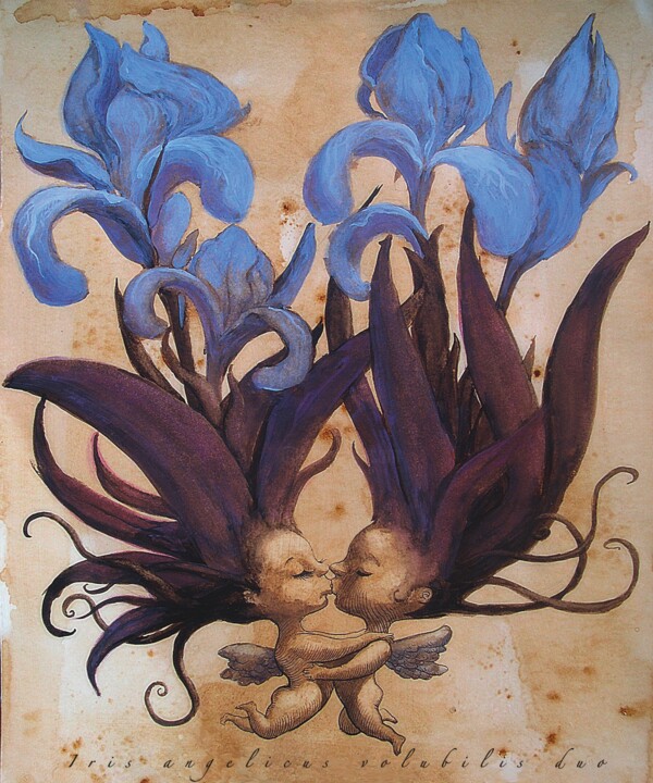 Iris Angelicus Volubilis Duo 图画, 25.6x19.7 in