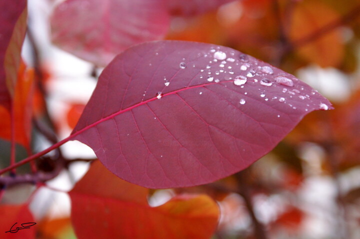 Automne, feuille et goutte d'eau Fotoğraf