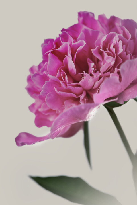 Flower_14498 摄影