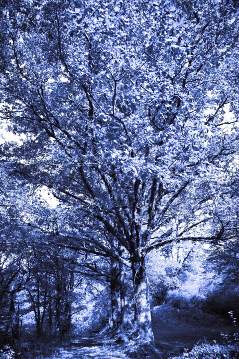 Photography titled "TREE THREE" by Patrick Hesnard, Original Artwork, Digital Photography