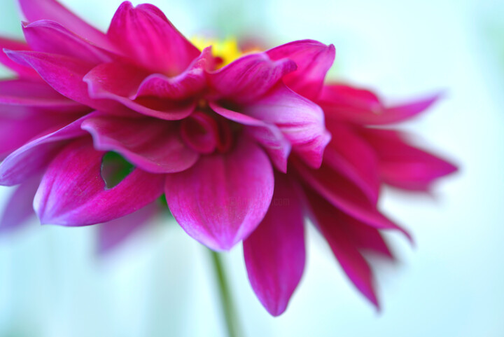 Flowerissimo_17801 Fotoğraf