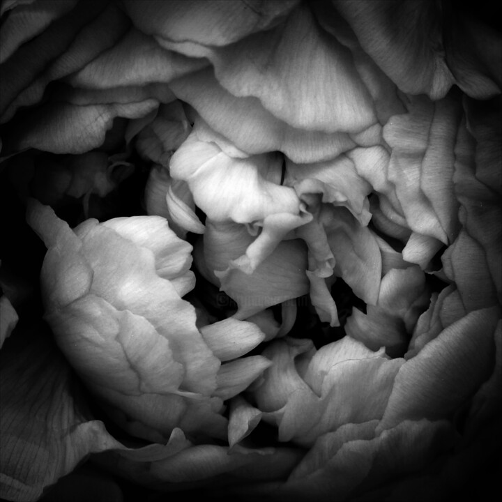 Sans titre n°513 Fotografia, 14,6x14,6 in