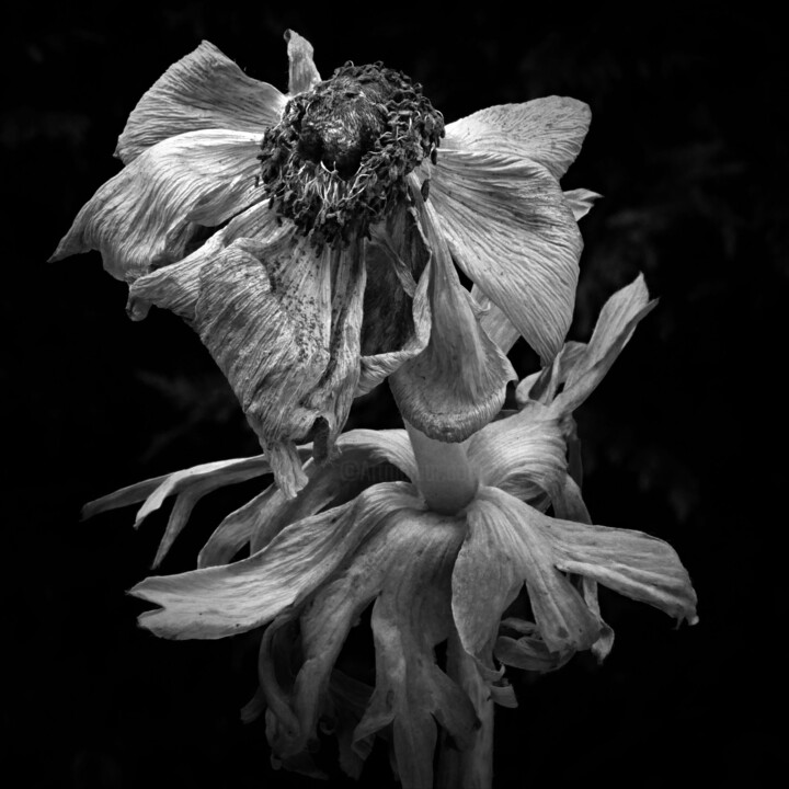 Sans titre n°515 Fotografia, 14,6x14,6 in