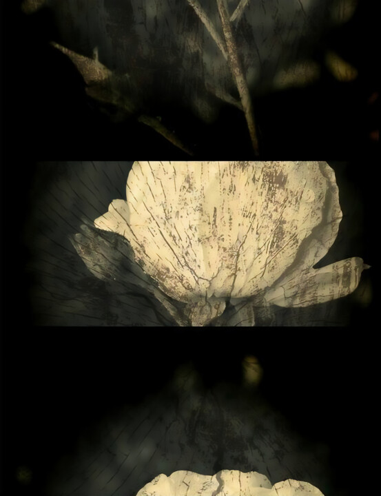 Photographie intitulée "BrokenRose" par Dave English, Œuvre d'art originale, Photographie numérique