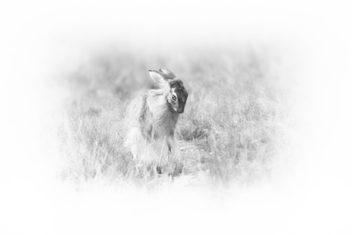 摄影 标题为“Poem for a Hare” 由Catherine Lefrancq, 原创艺术品, 数码摄影 安装在铝上