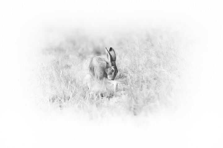 Poem for a Hare - 2 摄影, 19.7x27.6 in