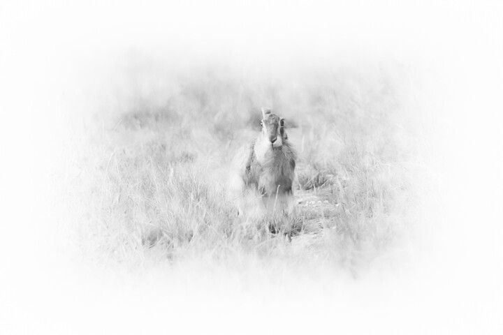 Photography titled "Poem for a Hare (2)" by Catherine Lefrancq, Original Artwork, Digital Photography Mounted on Aluminium