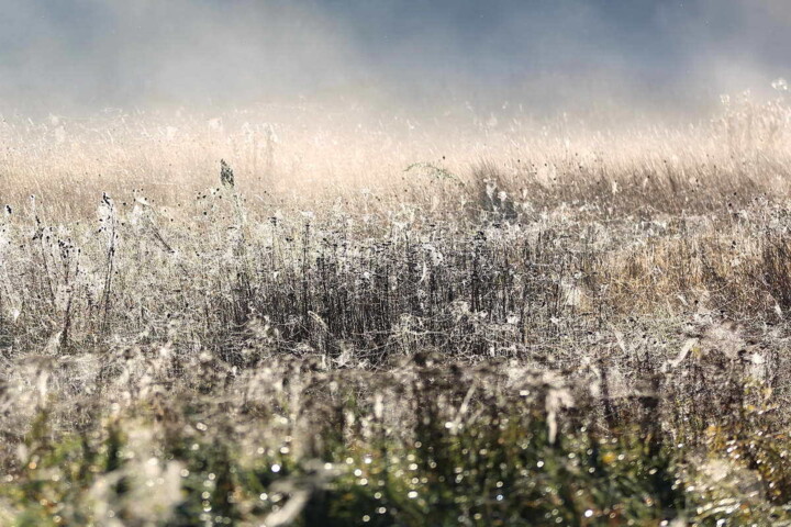 Merveilleuse nature Fotografia, 11,8x17,7 in