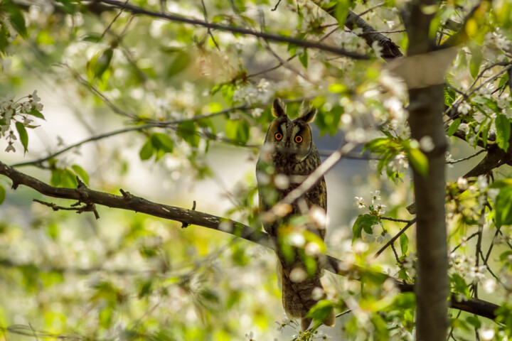 Les beaux yeux du hibou 摄影