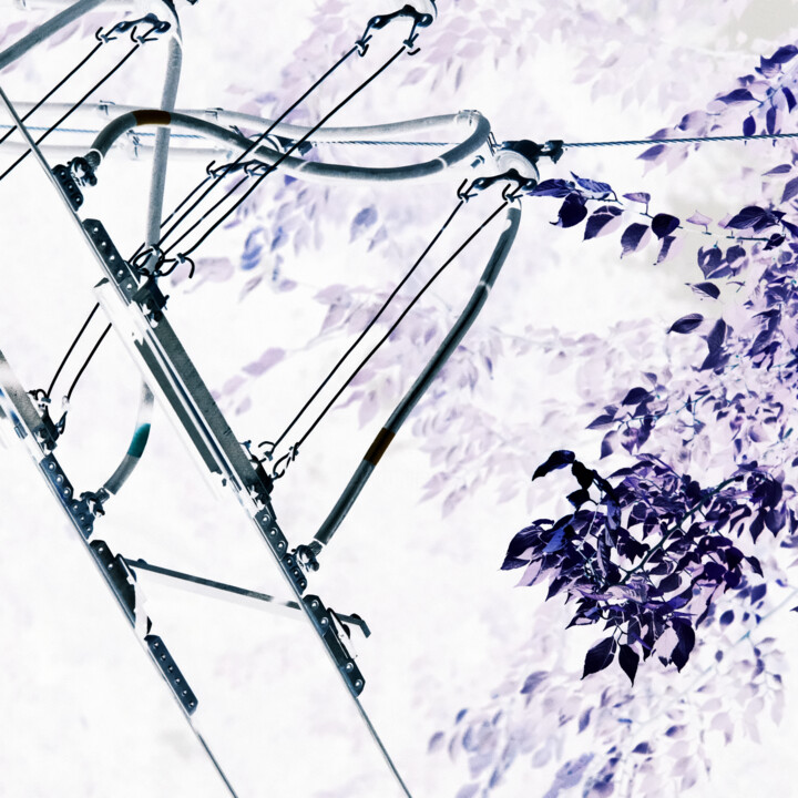 CCXLIV 摄影