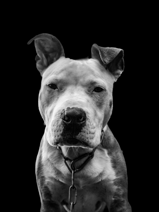 Venom Fotografia, 31,5x47,2 in