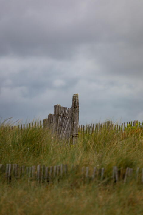 Végétation sur une dune avec un ciel menaçant. Photography