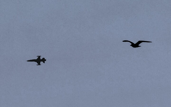 WINGS Fotoğraf