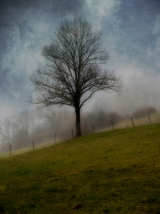 Solitude brumeuse - L'arbre isolé dans la brume matinale Digitale Kunst, 15,8x11,8 in
