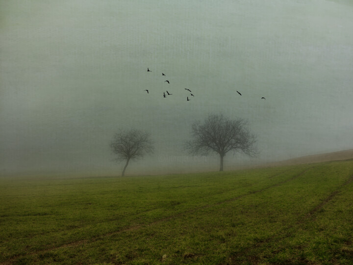 L'arbre solitaire dans la brume Фотография, 15,8x11,8 in