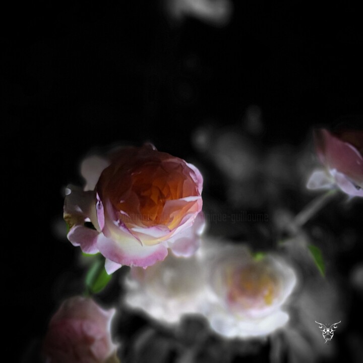 Photography titled "Rose isa" by Dominique Guillaume, Original Artwork, Manipulated Photography