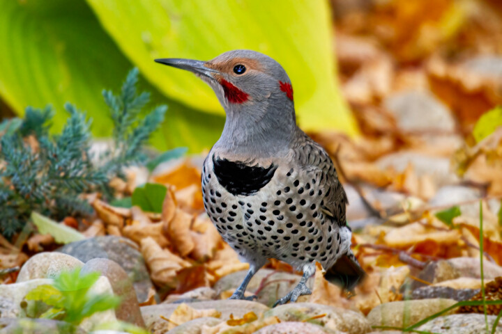 "Northern Flikka" başlıklı Fotoğraf Joe Pate tarafından, Orijinal sanat, Dijital Fotoğrafçılık