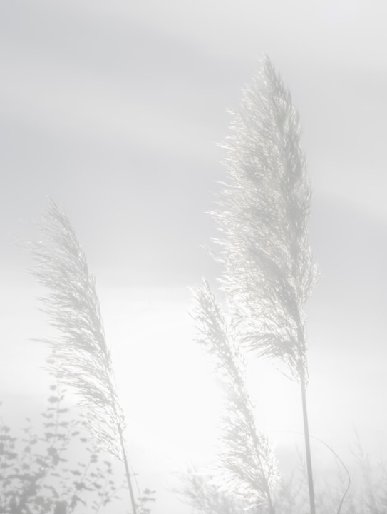 Pampas en plein été III 摄影