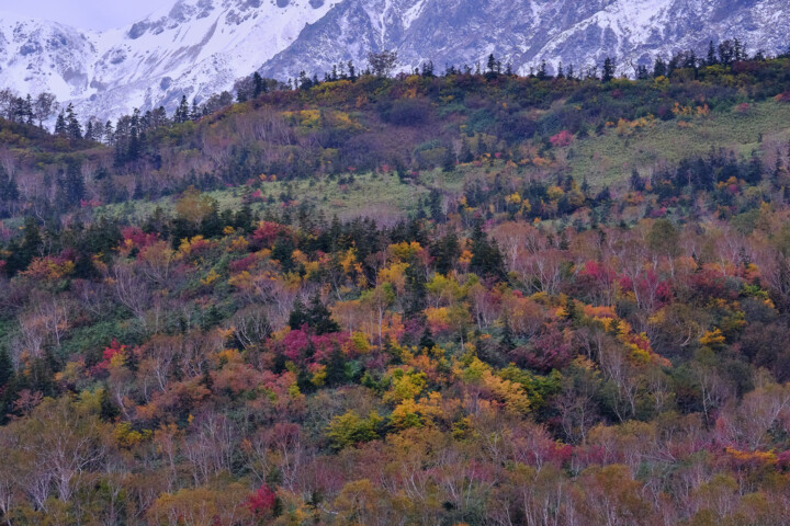 snow and autumn leaves 사진