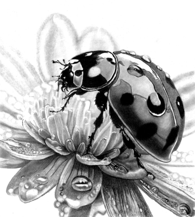 图画 标题为“Ladybird” 由Paul Stowe, 原创艺术品, 石墨