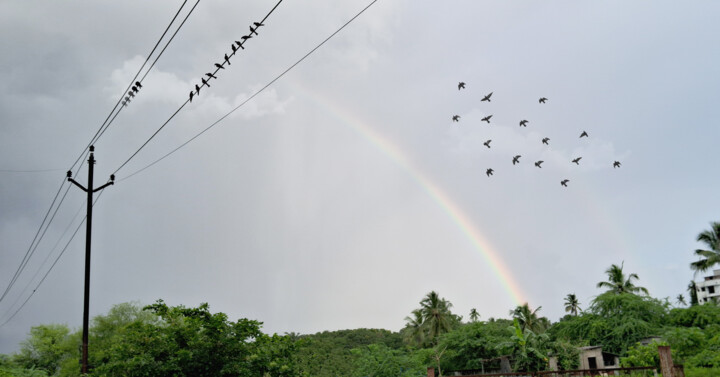 A flock of birds is flying through the sky 摄影