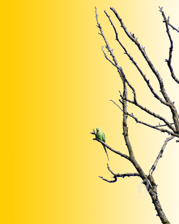 Colored psittacula krameri on branch with yellow-white b... Fotografie
