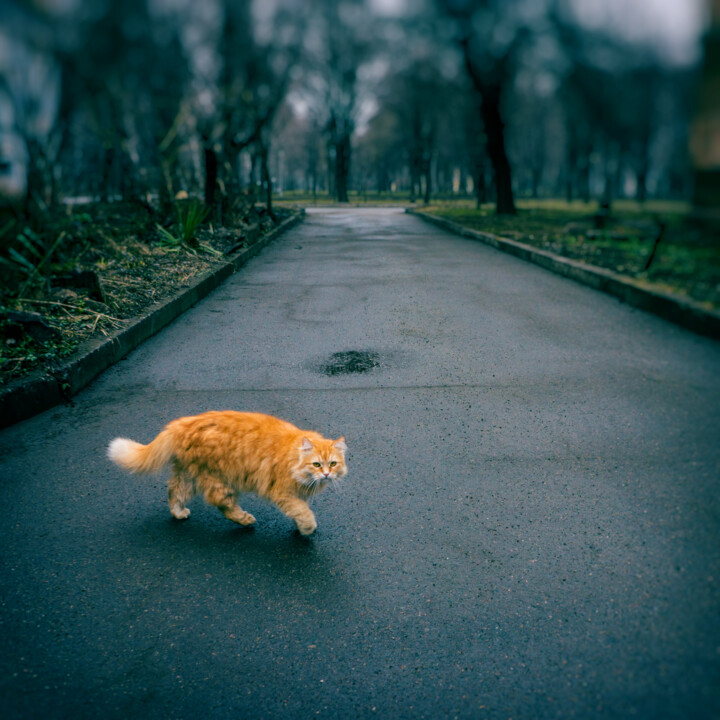 Cat walking in the rain. 摄影, 13.3x13.3 in