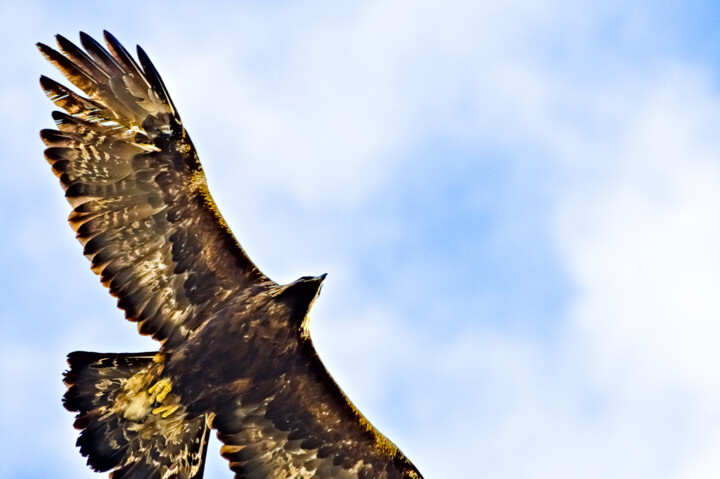 Sa majesté l'aigle 2 摄影