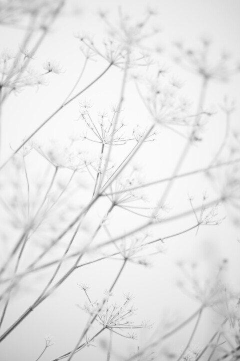 Frozen Fotografia, 11,8x7,9 in