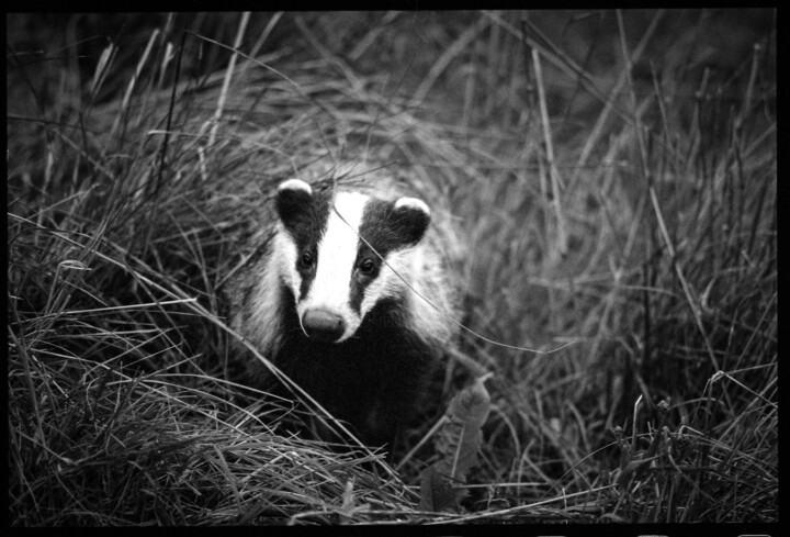 De noir et de blanc vêtu. 摄影