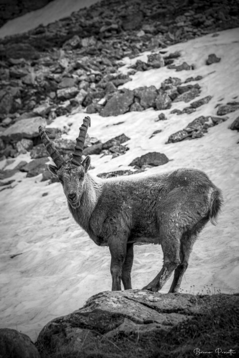 DOMINANCE Photographie, 47,2x31,5 in