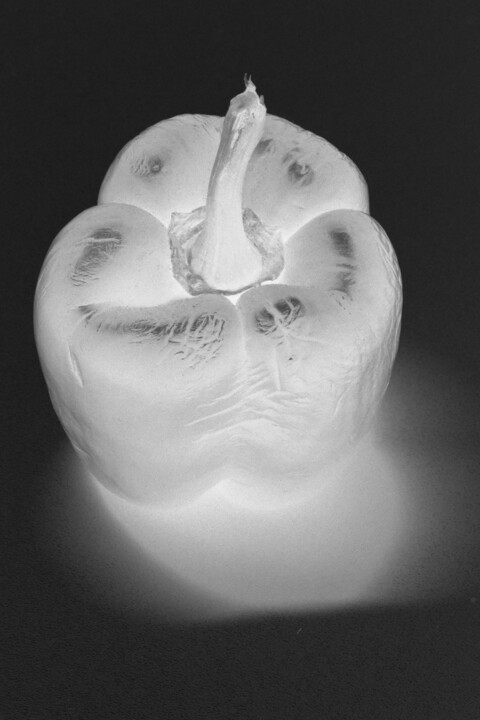 bell pepper (monochrome negative IV) 摄影