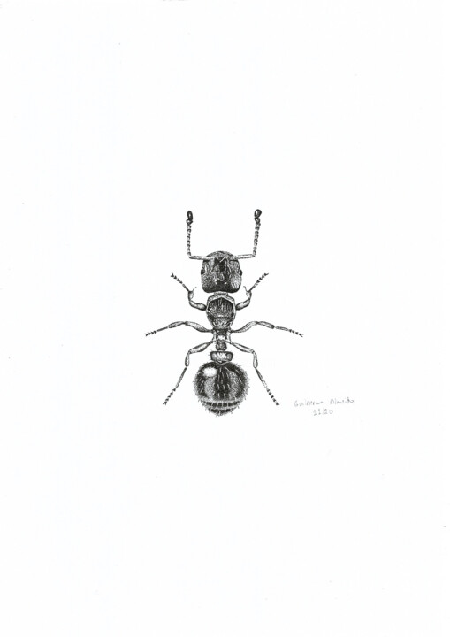 INSETO Nº 11 图画, 11.4x8.3 in