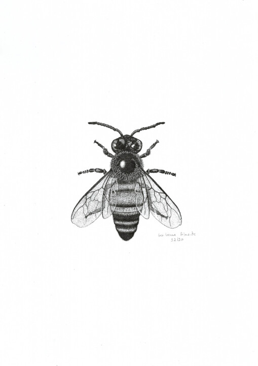 INSETO Nº 12 Disegno, 11,4x8,3 in