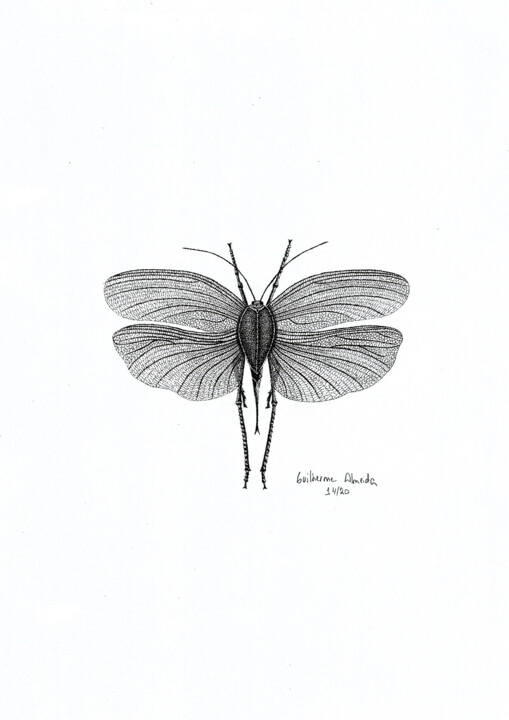 INSETO Nº 14 图画, 11.4x8.3 in