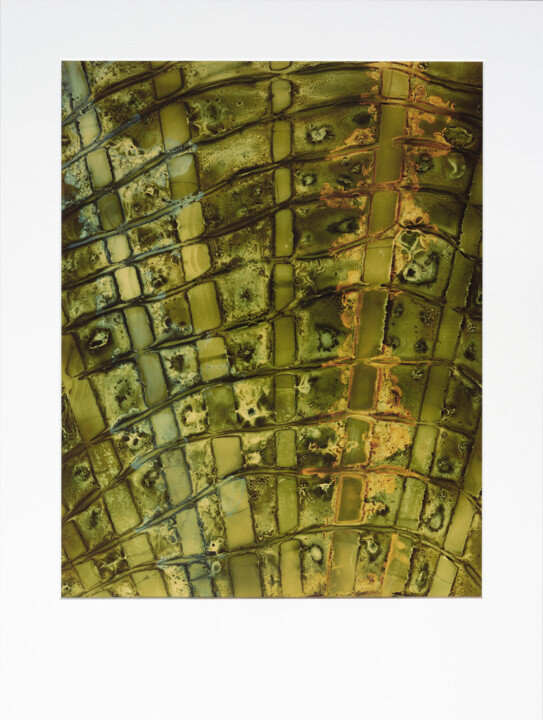 Cliché-verre - GEOMCHAOS120 - „Die Geometrie des Chaos“ Fotoğraf, 12x9,5 in