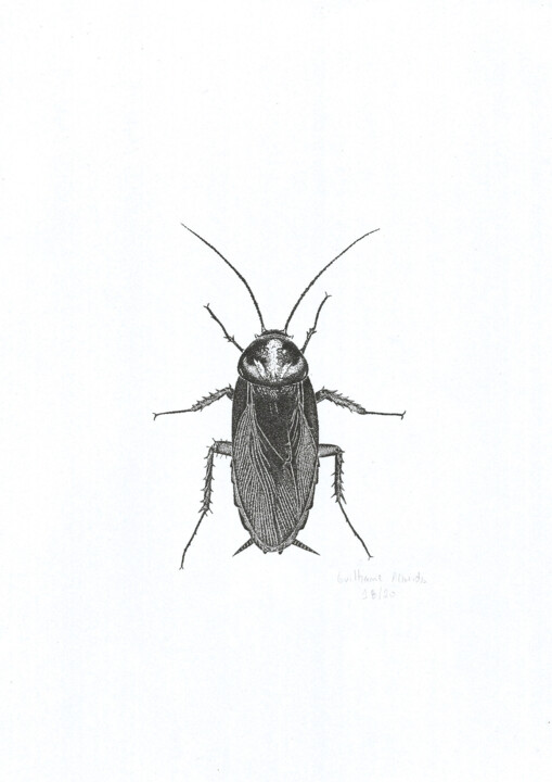 INSETO Nº 18 图画, 11.4x8.3 in