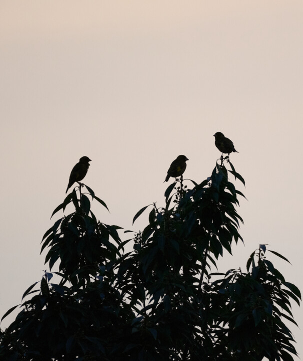 Evening moment 摄影