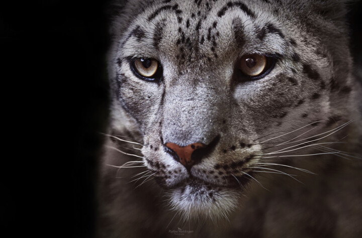 Snow leopards portrait on a black background. 50 х 76 摄影