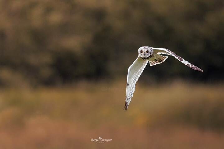 Short-eared Owl in flight. 50 х 76 摄影