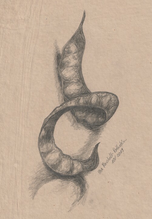 Schote Disegno, 11,7x8,3 in