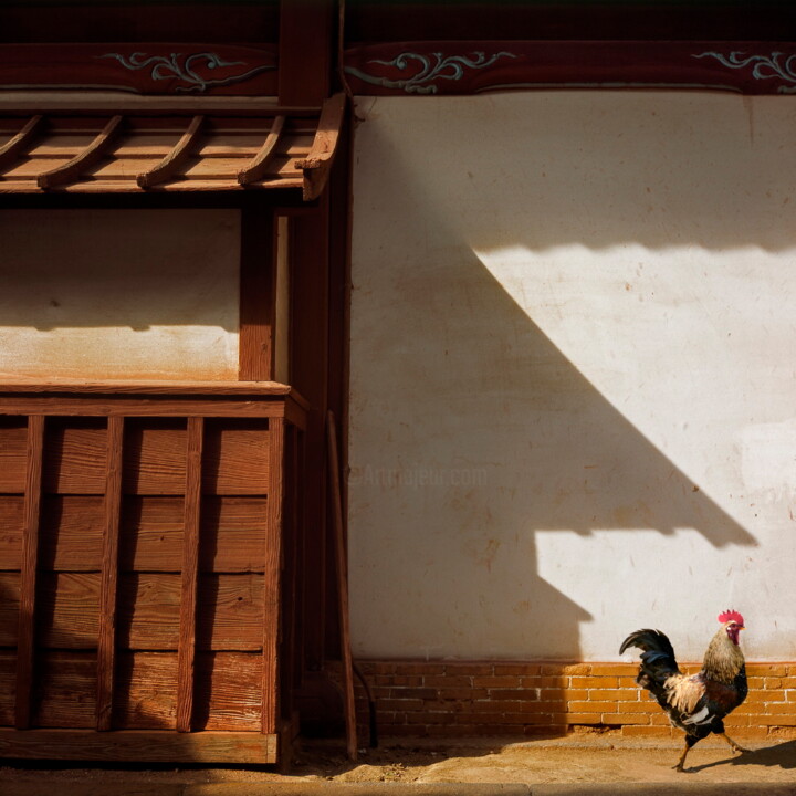 Coq 摄影, 19.7x19.7 in