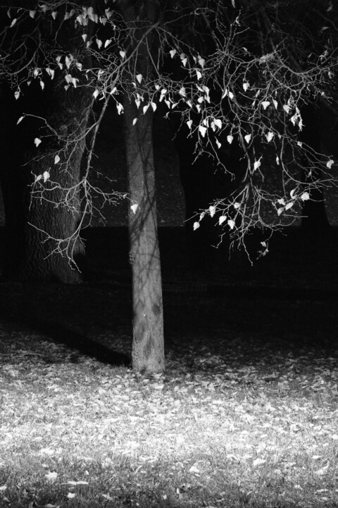 tree (monochrome IV) 摄影, 31.2x20.8 in