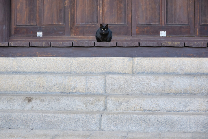 temple cat 摄影