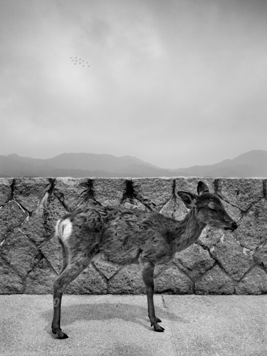 Miyajimaau Photography, 23.6x17.7 in