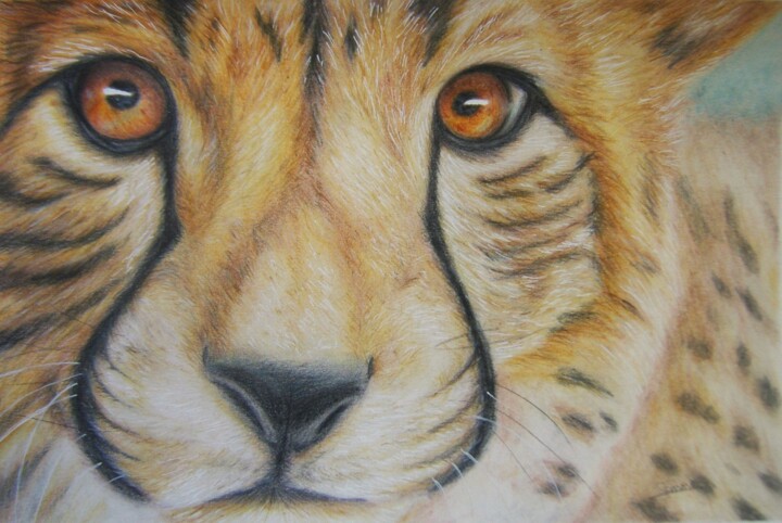 Cheetah 图画, 7.1x10.8 in