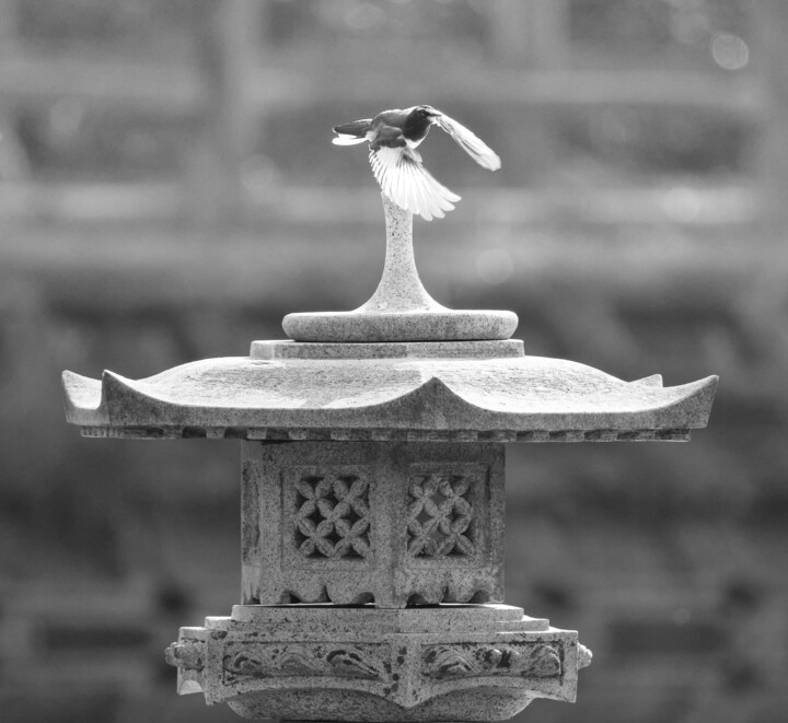 fly off 摄影