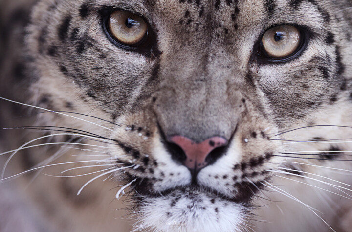 Portrait of big cat. 76 x 50 摄影